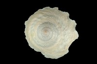 藏品(陽傘螺)的圖片